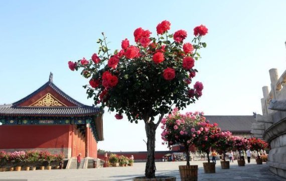  『被誉为』再穷此花也要种2棵，被誉为“花中皇后”，冻不死，花开300天