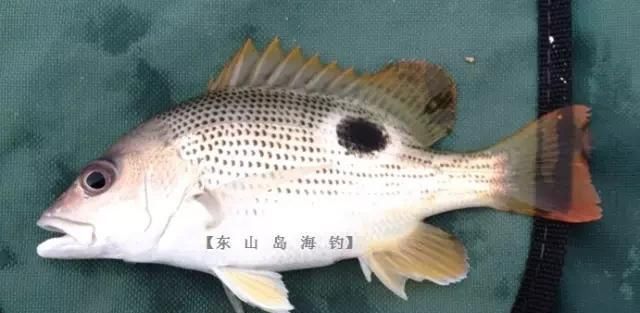  「东山叫红」46种海钓常见的鲷类鱼，最后一种高价的鱼原来也是鲷鱼，才知道