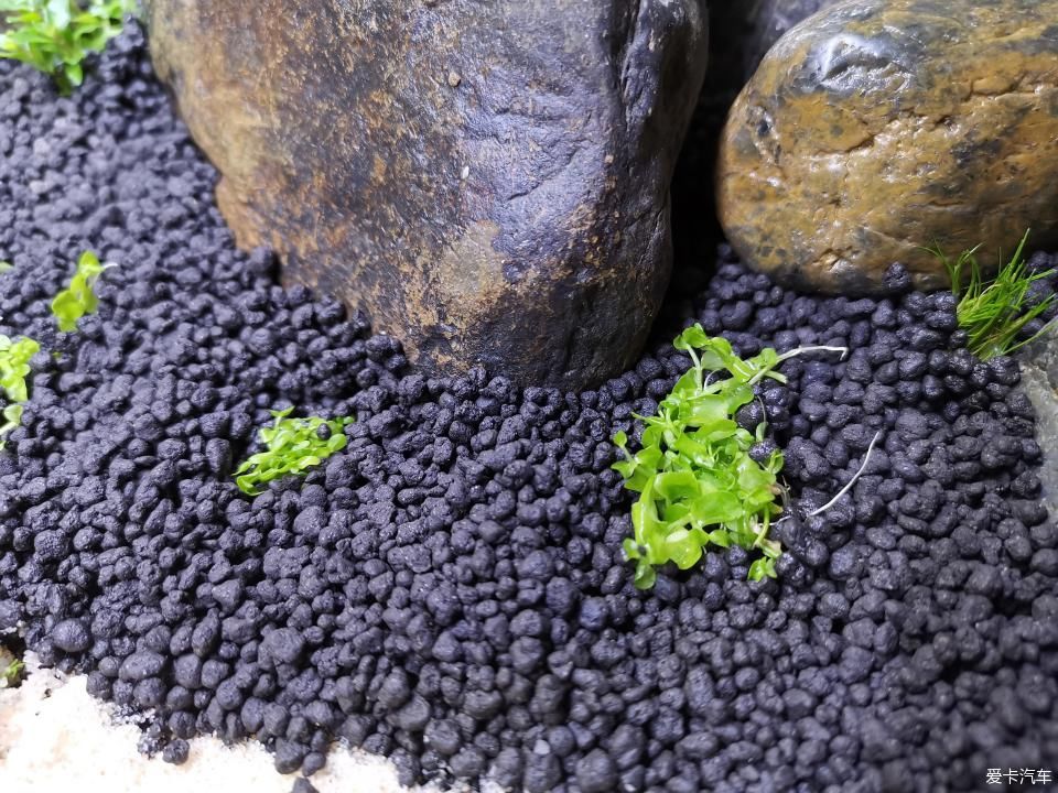  『水质』我家的花花草草第十四季-新手折腾水草缸