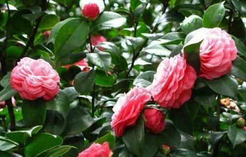 「珍品」怎样才能繁殖出漂亮的茶花珍品“十八学士”