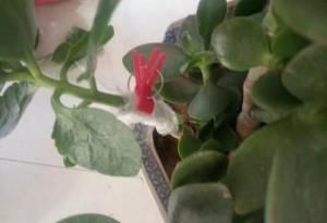  适合：春天适合嫁接，剪点长寿花嫩枝，嫁接玉树上，同时开出3个色