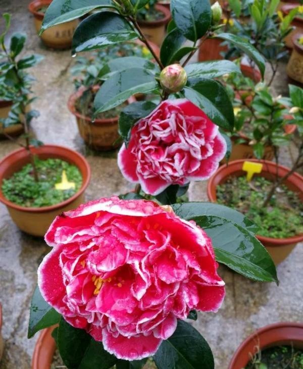 『绕道』4种“娇贵花”,怕热又怕冷,大家都说“娇气难伺候”,新手绕道