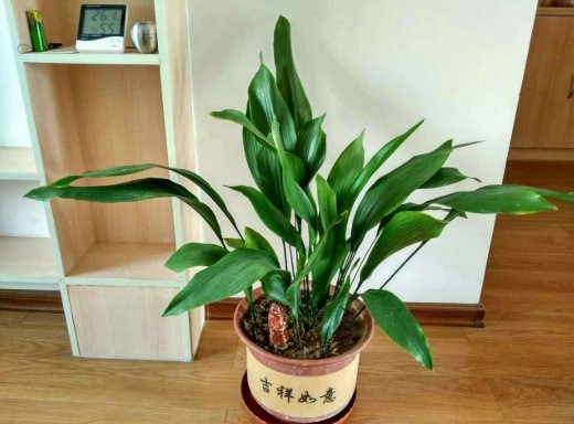  #懒人#5种适合懒人养的几种盆栽，一月不管也能活，花开好养还爆满