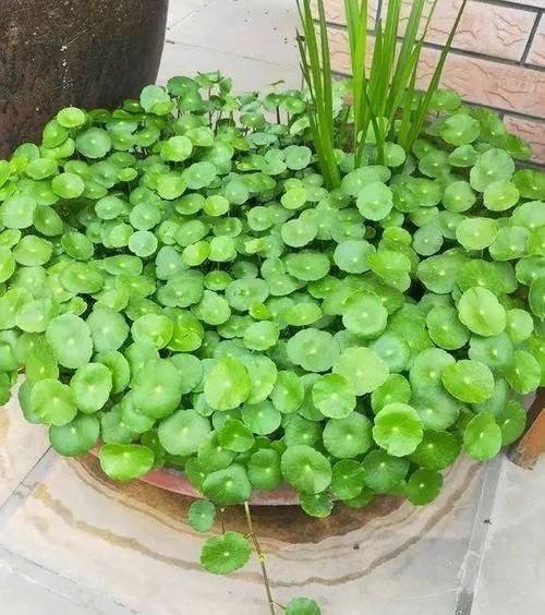 「让铜钱」朋友家养的铜钱草,不出一个月就能长满盆,叶子巴掌大小