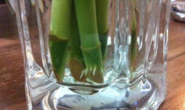  贵竹盆栽■富贵竹水培生根有诀窍,跟着学“多久换一次水”,养得叶绿根壮