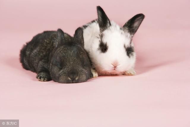 梦境解析，我梦到两只白兔子，一只大的一只小，究竟意味着什么？