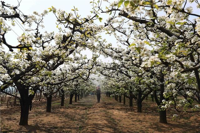  『谷雨』河北：谷雨将至农事忙