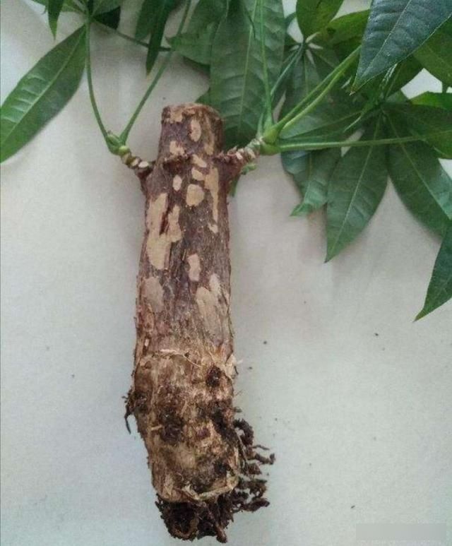  「光照」家里养发财树，不小心犯3种错误，植株易出现黄叶烂根