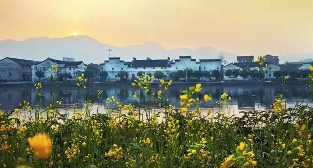 中国最美的油菜花海,油菜花逐渐“染黄”了神州大地