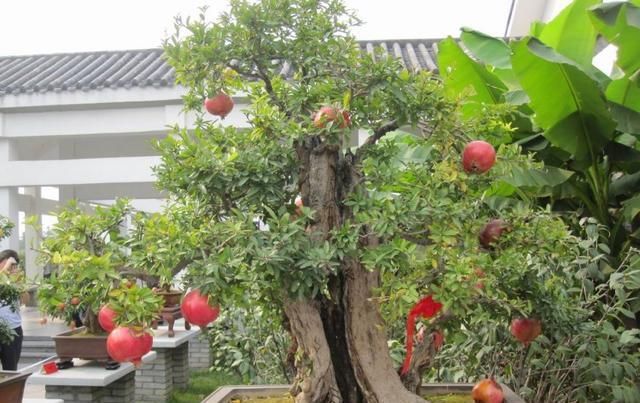  养花：养花大神都会的一个“细节”，盆景养护，摘叶很重要，你会吗？