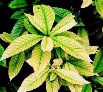  微量元素■茉莉栀子花，黄叶的“七大”原因，缺一种东西，黄叶难逃