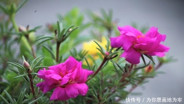  #长春花#春天养这5种花，要手闲多“摧残”，否则只见叶子不见花