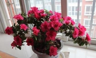  [空气湿度]杜鹃花养不好？遵循3妙招！通点风吃点“药”，湿身最重要