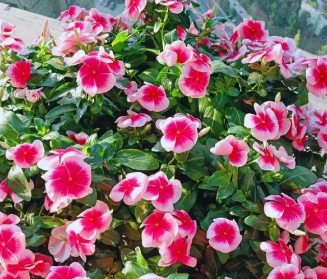  『随便』春天“4种花”随便养，长得快开花多，阳台养成“小花园”！