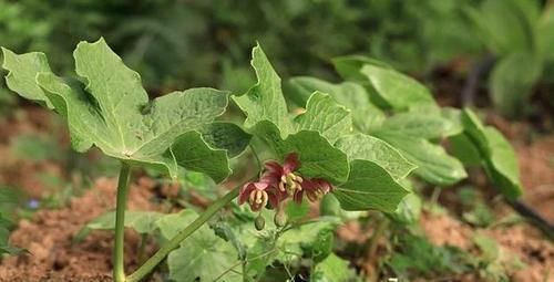 「大王花」这6种花“最臭”,开的再好看也没人养,第4种兰花能当“领带”