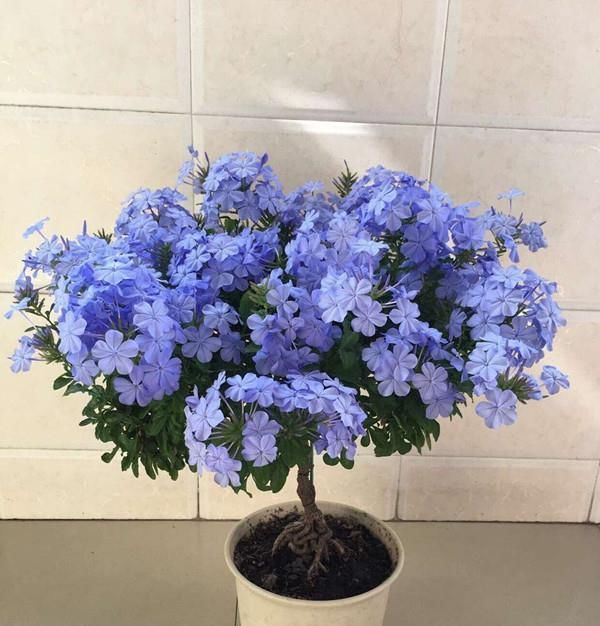  『值得』此植物漂亮又好养，四季开花，观赏价值高，还可做盆景，值得入手