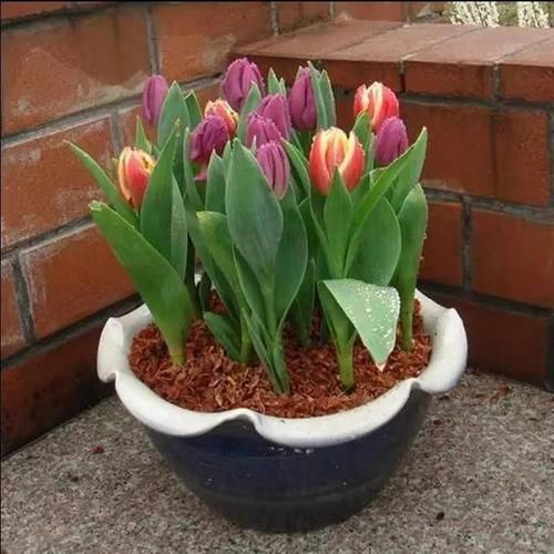  「光照」埋土里就能开花的球根花卉