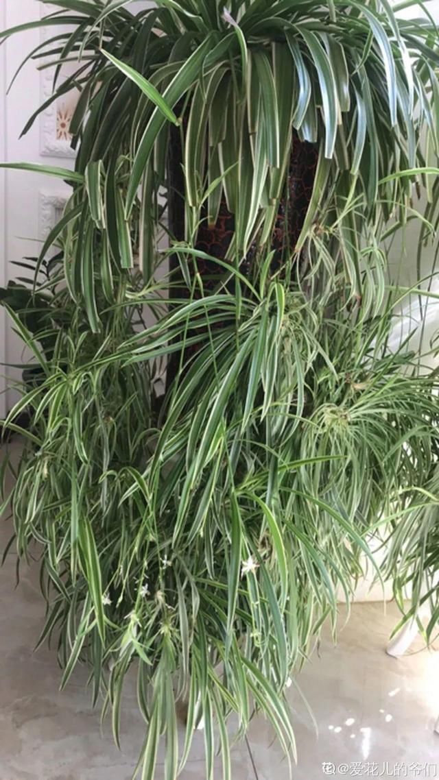  「图片作者」10种花，春天不能晒，躲屋里最安全！