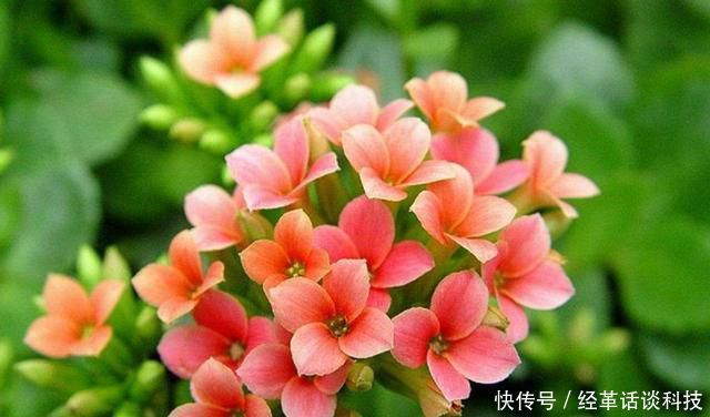  『适合』3种花适合养在室内，耐热耐晒净化空气，赏叶观花两不误，很好养