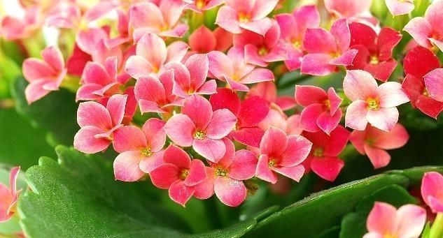  【发黑】长寿花的花朵没有开放，就开始萎蔫、发黑，多是“肥害”惹的祸