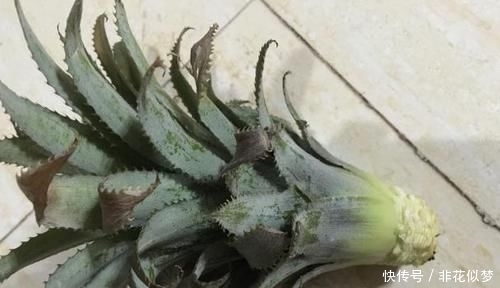  【看不上】爷爷在花盆种“菠萝”，家人一开始看不上，3年后结出了2斤大果
