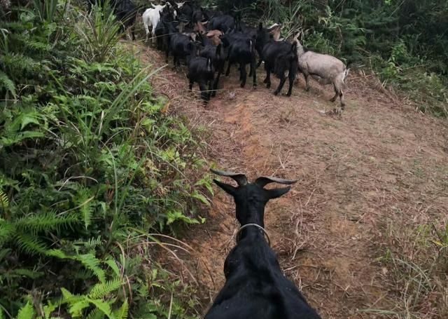  适合@农村养什么不用花钱买饲料？遍地荒草特别适合养羊
