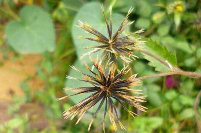  『杂草』农村4种“野草”，农民眼中的杂草，老中医却当成稀世宝，珍贵