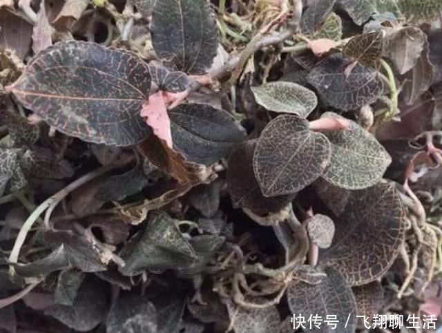  『潮湿』小溪边，有1种“金线莲”奇特，高度没有10厘米，却名贵、有价值