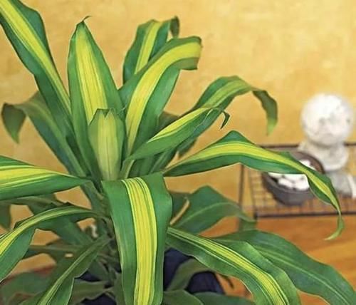  叶榕：家里养了这6种植物，立马变得有品位