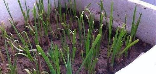  割完■阳台盆栽韭菜该如何管理？用上2个小技巧，绿叶割完一茬又一茬