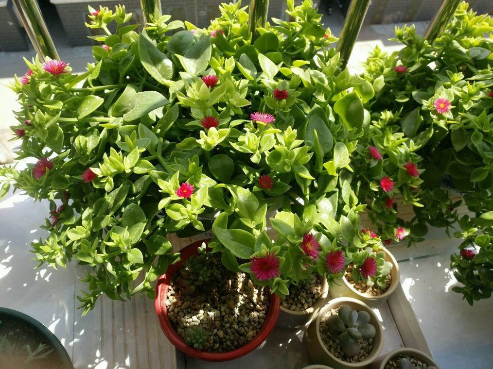  生机|牡丹吊兰的一碰就掉，做好这几点，让其重新恢复生机！