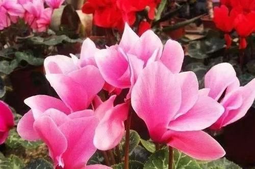  『黄叶』家庭养花，做好这几点，不黄叶，来年花开满盆！