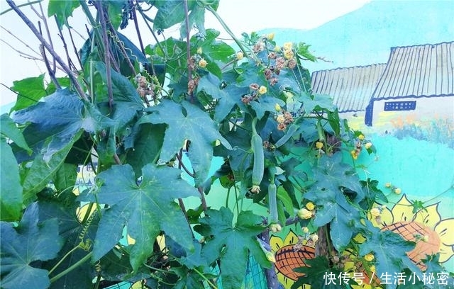 一生必去的沂蒙山人最早居住的古村落，北方最美的民宿也在这里