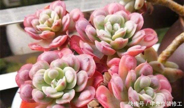 【值钱】这些多肉,长的“疙疙瘩瘩”,丑到不敢看,但是养好了,却很值钱