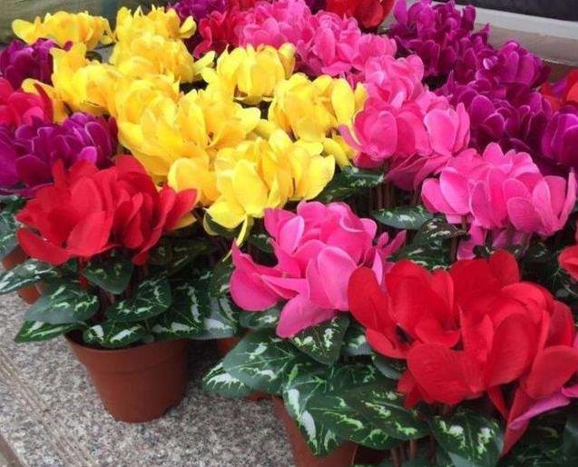  『别致』养花试试这几款，花开繁盛花香怡人，别致仙气，娇艳多姿