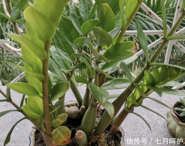  #旺盛#有“2种花”耐旱，1个月浇水一次，依旧旺盛，养1盆在家，好看！