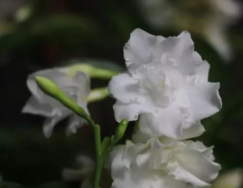  『没想到』买了盆花朵特别像栀子花的观赏植物，没想到名字叫狗牙花