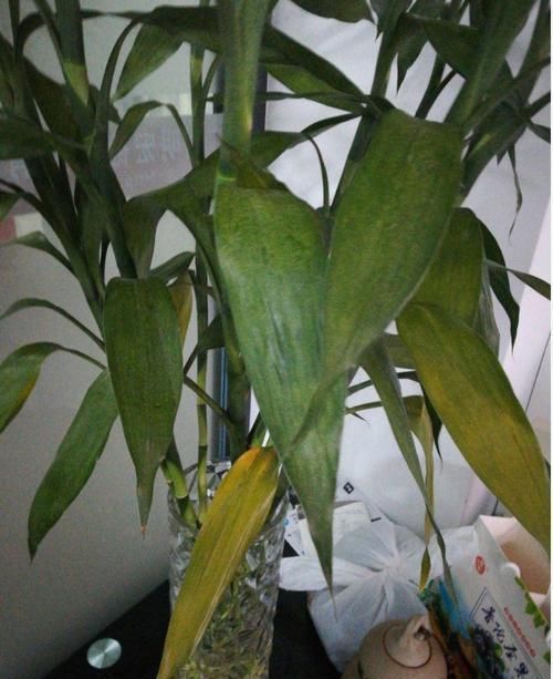  『放错』7种花耐荫花，放错位置不用一周就黄叶！