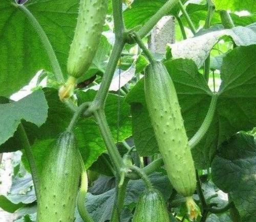  『蔬菜』“3种蔬菜”，很适合盆栽养在阳台上，长势好结果多，想吃就摘