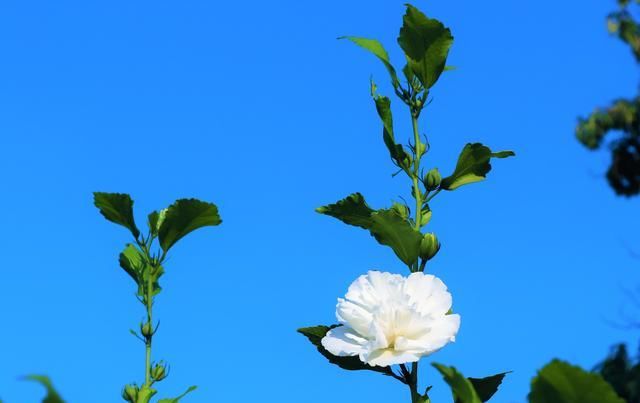  木槿树：老农种植一种植物，早上开花，晚上花谢，价值很珍贵