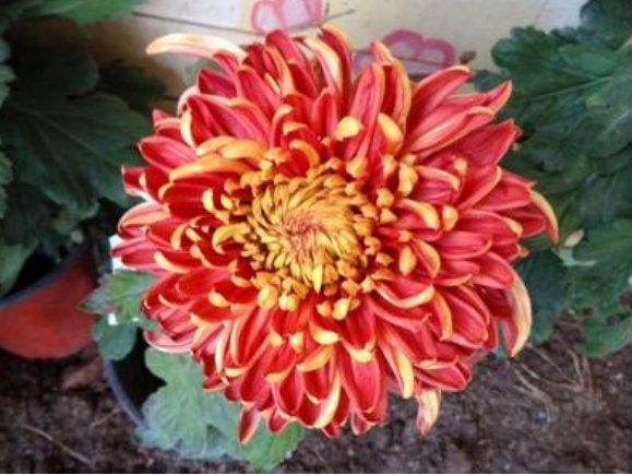  [暗淡]喜欢菊花，就养盆“菊中珍品”万山红遍，花朵鲜艳美丽，幽香暗淡