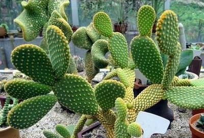 「浇水」仙人掌千手观音开花吗