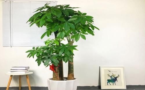 『家里』家里不要乱养花,这3种植物,养人又旺财,聪明的人都在养