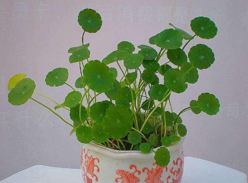铃铛:夏天养花就养此4种,四季常开天天赏花,花朵如铃铛,绚丽多彩