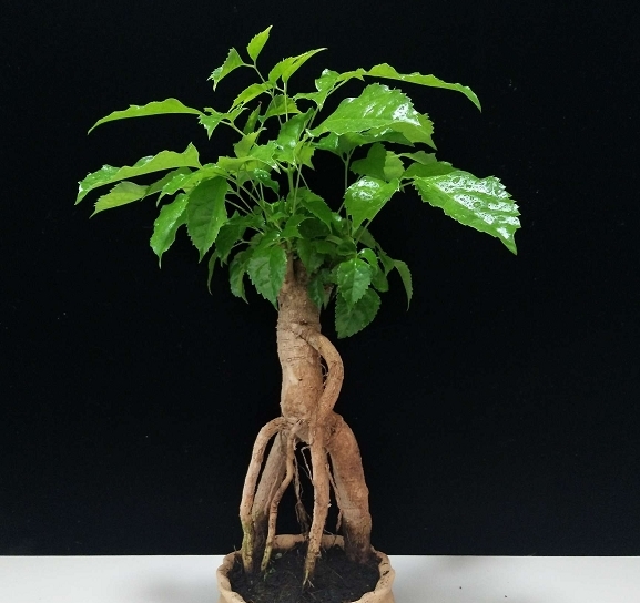 室雅何须大，案头一盆景，枝浓叶绿更喜人，拍照欣赏盆景佳作