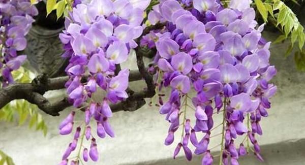  『速度』浪漫紫藤花,修剪出“天然”花海隧道,生长速度快南北都能养