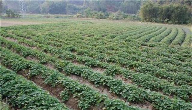 一亩地成本一千,收完直接兑出去翻五倍,很