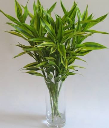  「养护过程」这3种植物，卧室和客厅都适合，净化空气保健康，养花人都会养！