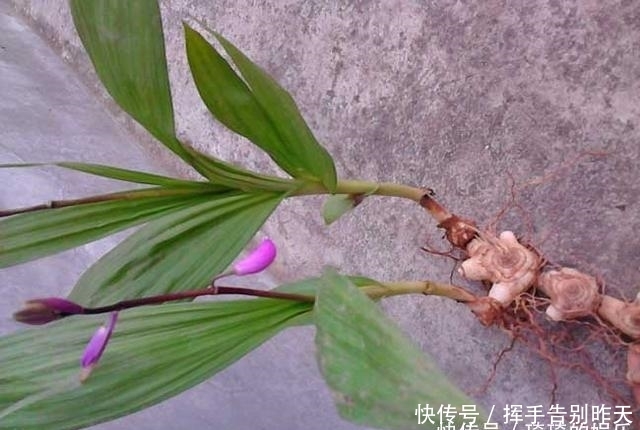 农村曾被称为''土黄金''的野草，曾被当作杂草，现在农民靠卖致富