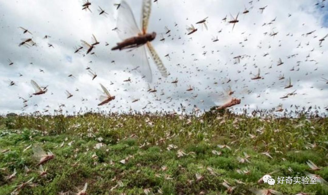  逼近@千亿蝗虫逼近中国边境，但你的辣椒和孜然可能白准备了